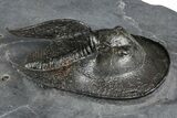 Excellent Scotoharpes Trilobite - Boudib, Morocco #381577-1